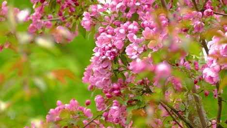 hermosas flores rosadas en un árbol
