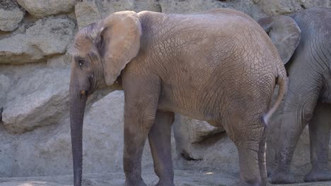 small baby elephant walking around next to mother inside zoo setting