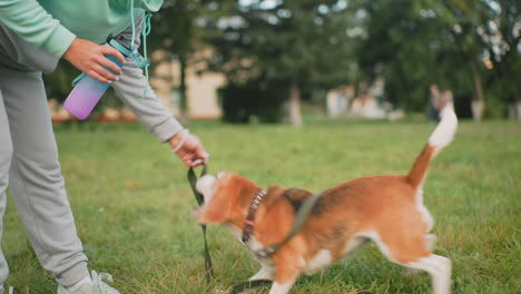 trainer interacting with playful dog on grassy field while two elder lovers pass by in background under bright outdoor setting capturing joyful bonding moment between pet owner and lively dog