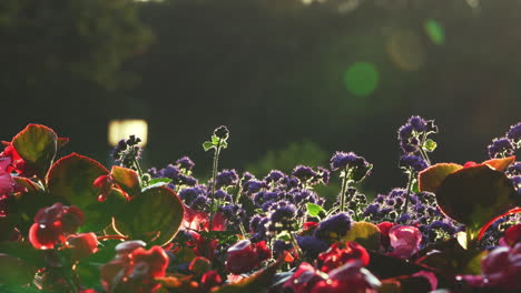 morning dew covered red and purple flowers shining in the morning light