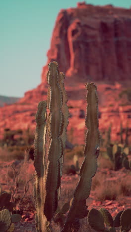 cactus in the desert