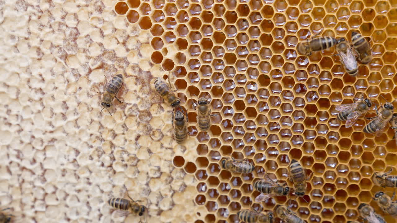 Honeycomb with Bees