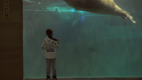 child watching walruses in aquarium