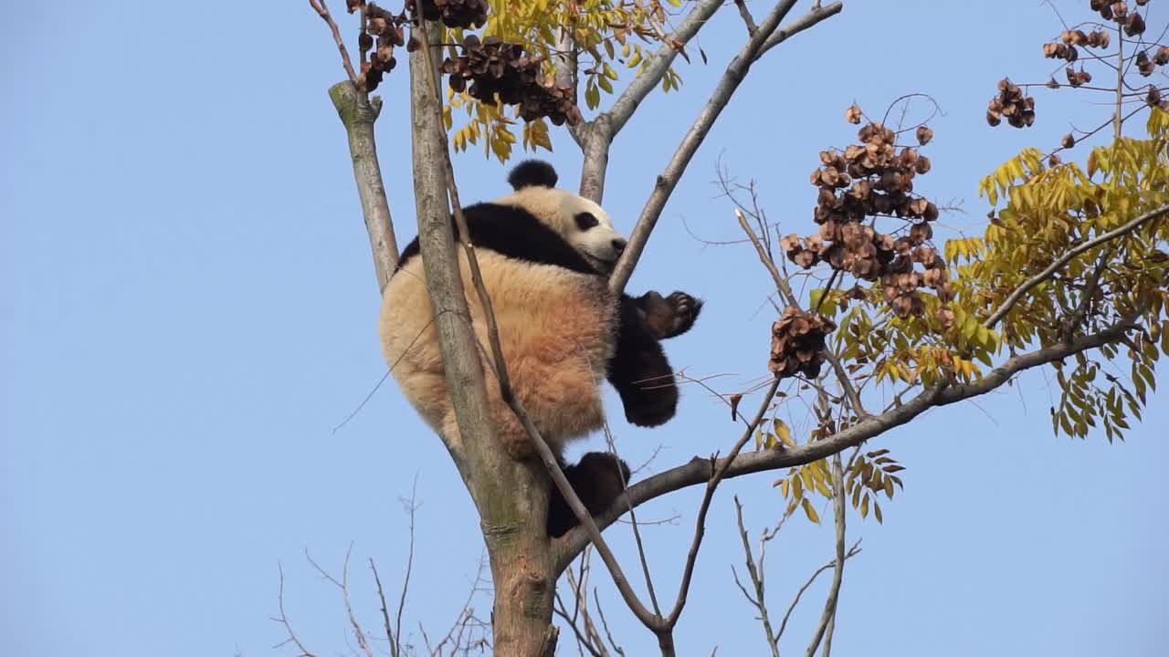 Giant Panda sleeping in a tree in Chengdu China