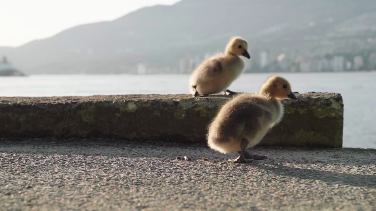 캐나다 거위 새끼가 어색하게 고 있다.