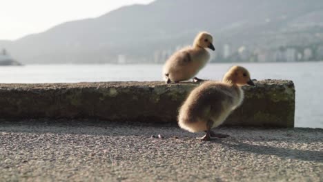 canada geese ducklings walking in a clumsy manner