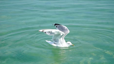 Die-Möwe-Breitete-Ihre-Flügel-Auf-Klarem-Wasser-Am-Meer-Aus