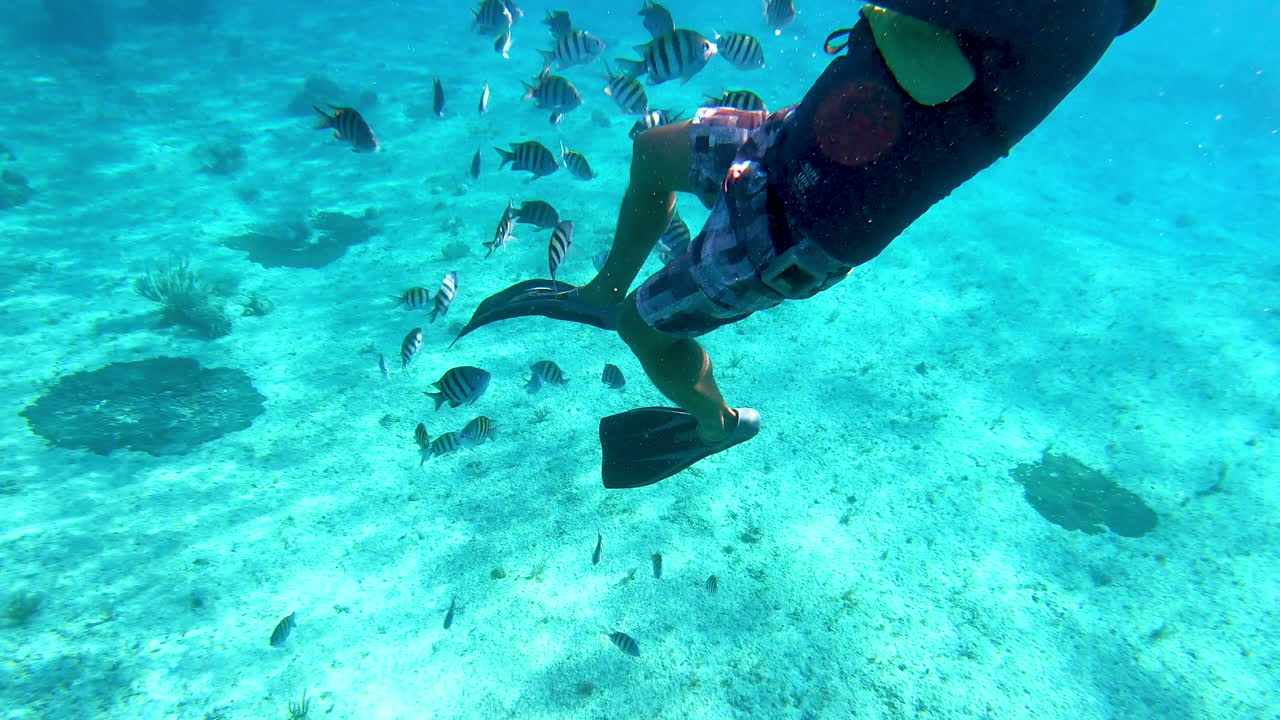 peces damisela y sargento siguiendo a un buzo y un fotógrafo bajo el agua tomando fotografías de alguien en el mar azul profundo | peces siguiendo a una persona en el fondo de video del océano azul