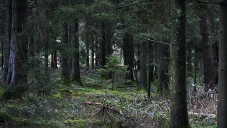 Panorámica-Lenta-A-Través-Del-Denso-Bosque-Británico-4k