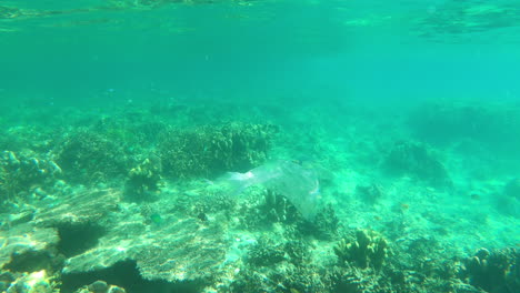 underwater-marine-life-during-a-vacation-in-Raja