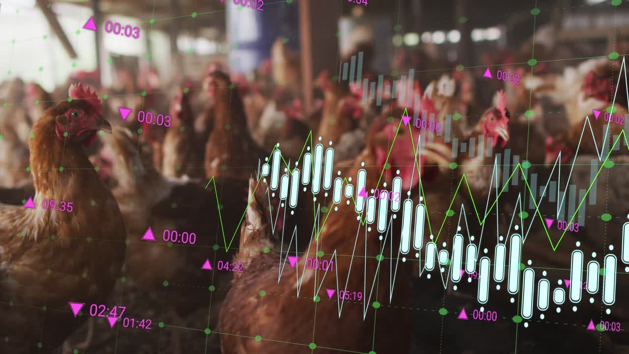 анимация обработки финансовых данных над курицами на ферме