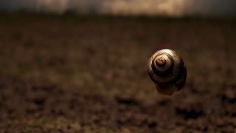 a snail soaring through the clouds