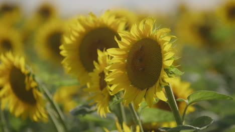 hermosos girasoles con abejas en la puesta de sol