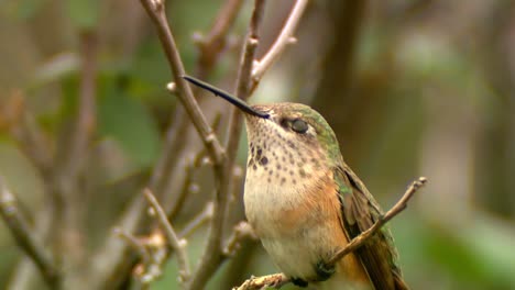 Weiblicher-Roter-Kolibri-Auf-Einem-Ast