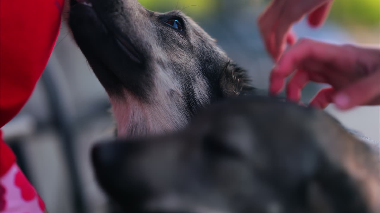 Close up of a children's hands petting black and brown, stray dogs on the street