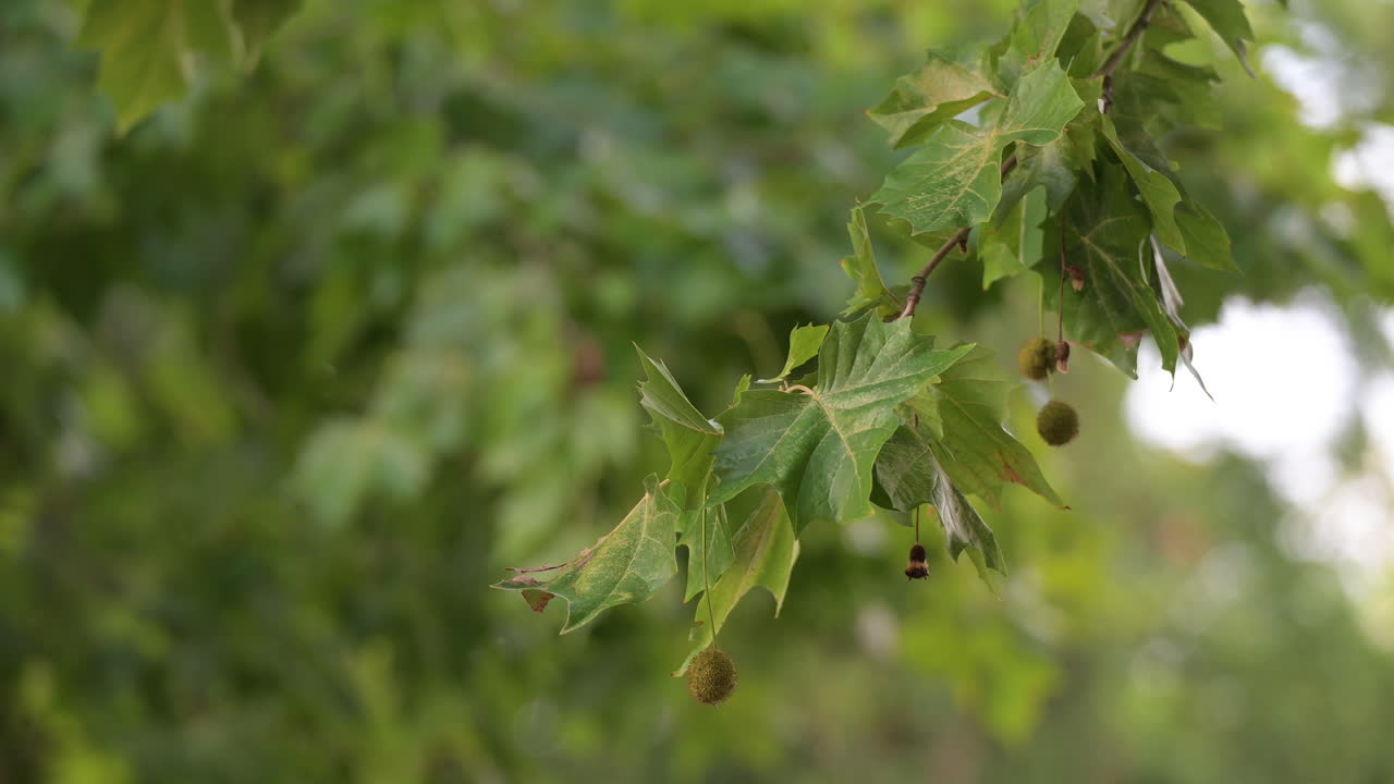 Closeup of plane tree branch with green leaves and seed balls