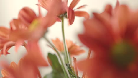 Slow-transfocus-view-of-a-group-of-orange-gerbera-flowers