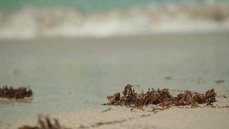 seaweed washing up on the white sand beach of el nido, philippines - close up