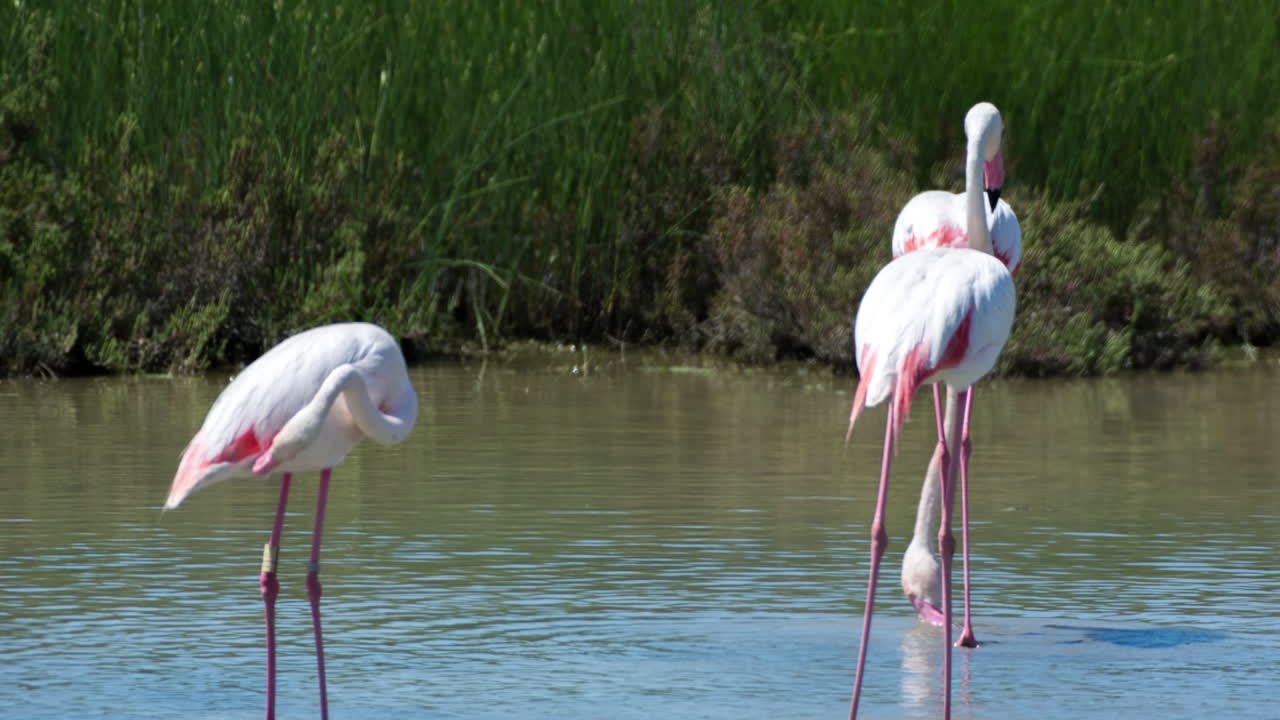 flamencos carmargue 54