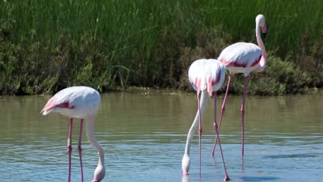 flamencos carmargue 54