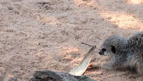 meerkats exploring and interacting in a sandy enclosure