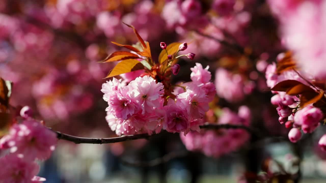 봄에 꽃이 피는 체리 가지, 체리 꽃이 있는 아름다운 일본 나무 가지, 사쿠라, 느린 동작