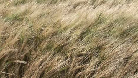 hierba alta que sopla en el viento