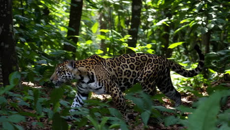 jaguar in the amazon rainforest
