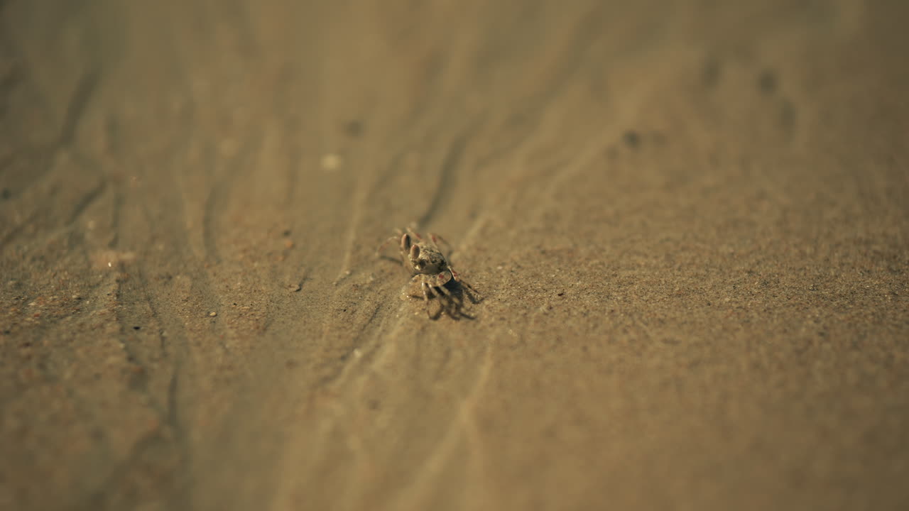 pequeño cangrejo en la playa de arena