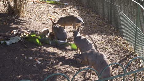 patagonian mara's in their enclosure at a wildlife park