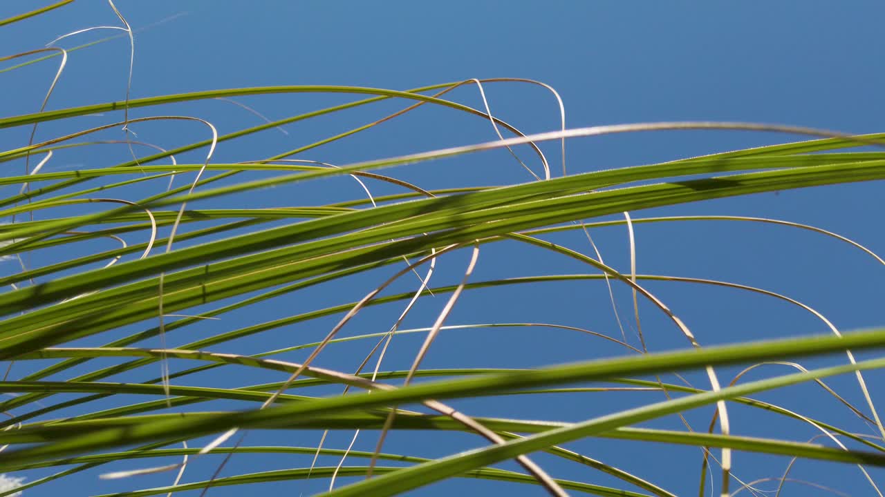 The thin long leaves of African grass against a blue sky.