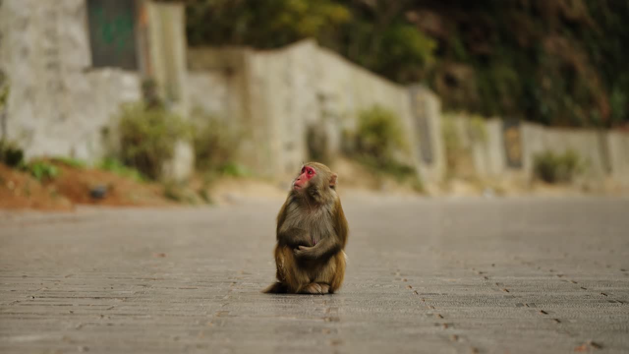 A Tibetan macaque (Macaca thibetana) sits on a quiet stone-paved road in Zhangjiajie, China, staring ahead.
