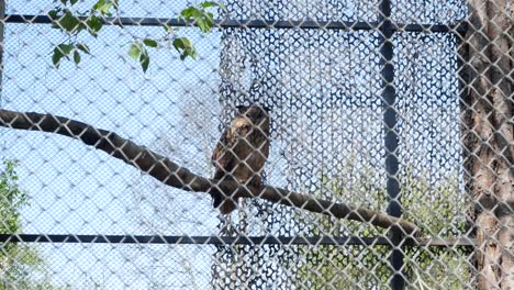 búho dentro de una jaula de acero en el zoológico