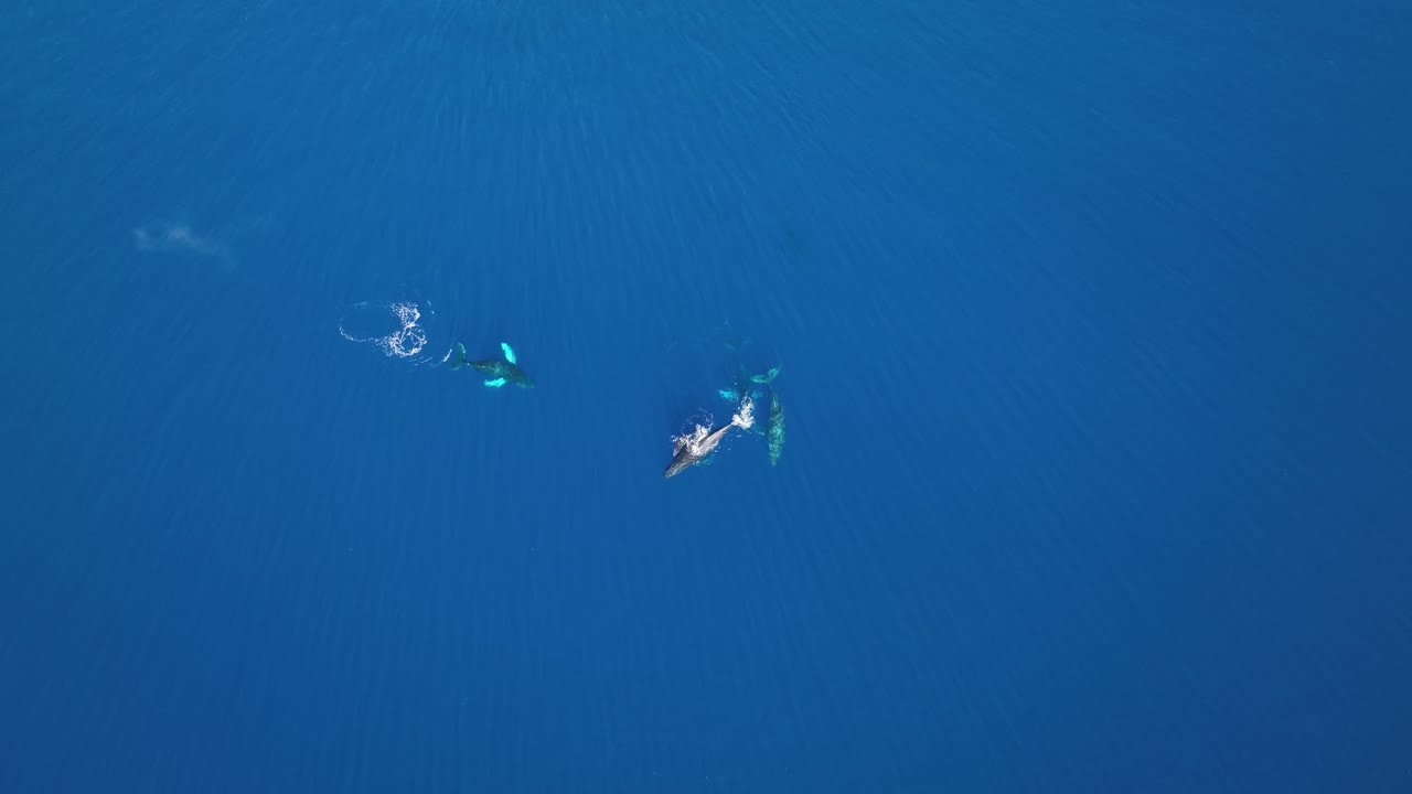 마우이에서 고래 관찰