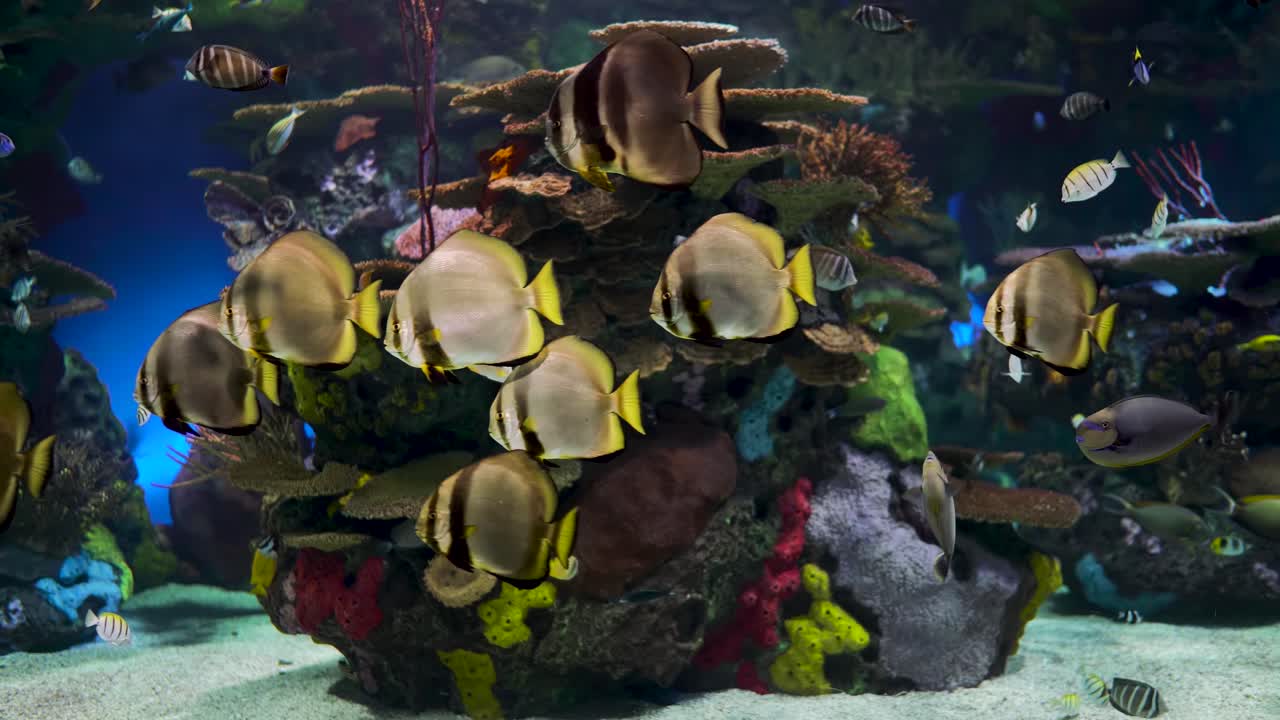 열대어, 거북이, 가오리가 있는 산호초로 장식된 대형 수족관