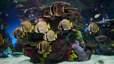 Large-aquarium-decorated-with-a-coral-reef-with-tropical-fish,-turtles-and-stingrays