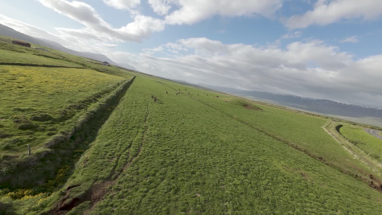 Un affascinante volo estivo sopra una mandria di cavalli islandesi nell'Islanda nord-orientale, ripreso con un drone FPV. Il rigoglioso paesaggio verde e i maestosi cavalli creano una scena mozzafiato