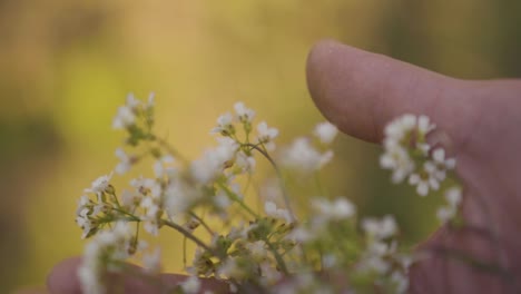 hand holding and touching blooming flowers in wilderness,close up