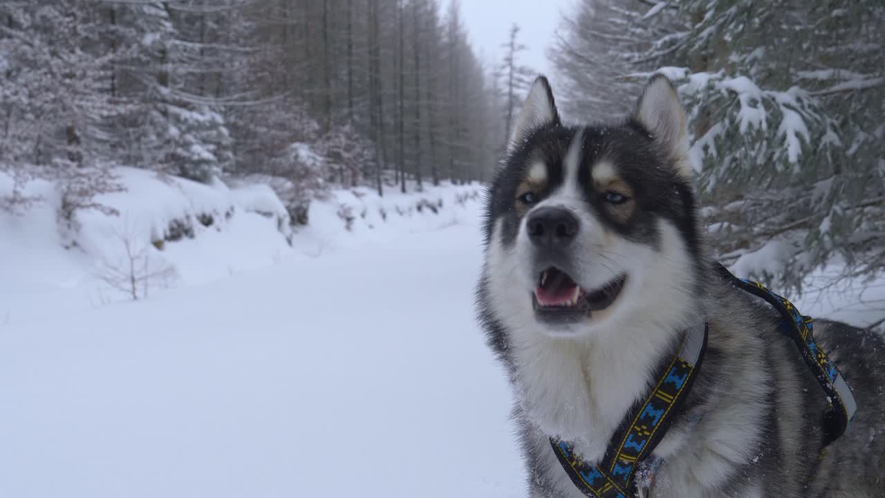 hermoso trineo husky con un arnés parado en la nieve y mirando a la cámara