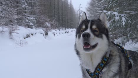 Schöner-Schlittenhusky-Mit-Einem-Geschirr,-Das-Auf-Dem-Schnee-Steht-Und-Die-Kamera-Anschaut