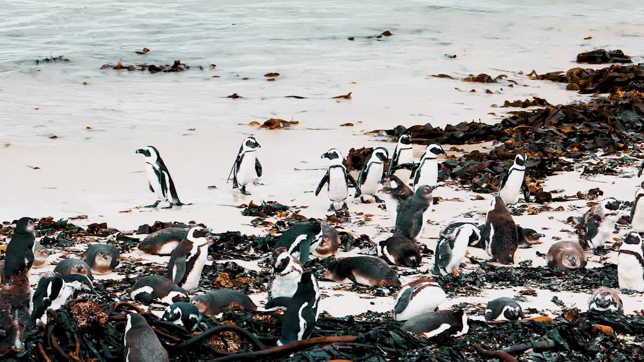 Explore the enchanting world of South Africa's nature and sea, where playful penguins steal the show