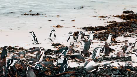 Entdecken-Sie-Die-Bezaubernde-Welt-Der-Natur-Und-Des-Meeres-Südafrikas,-In-Der-Verspielte-Pinguine-Die-Show-Stehlen