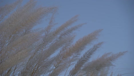 kash flowers are blooming in the autumn sky