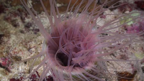 Anémona-De-Mar-Rosa-De-Cerca-En-El-Arrecife-De-Coral-Por-La-Noche