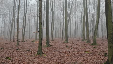 Nebliger,-Geheimnisvoller-Buchenwald