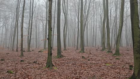 misty, mysterious beech forest