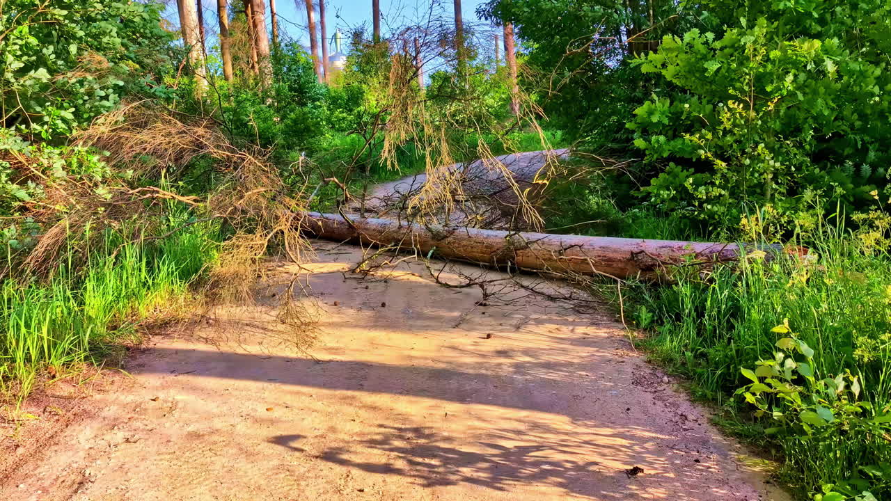 Large fallen tree with branches blocking dirt forest road in summer daylight