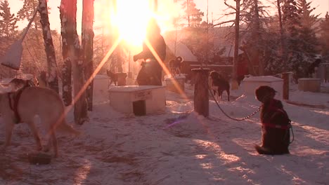 Early-morning-in-the-Arctic-with-sled-dogs-and-huskies-ready-to-work