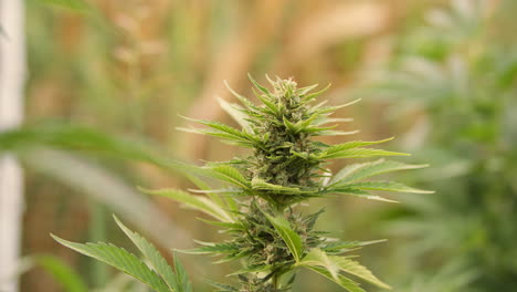 stem tip of the cannabis plant, green foliage with a flower bud, close up shot