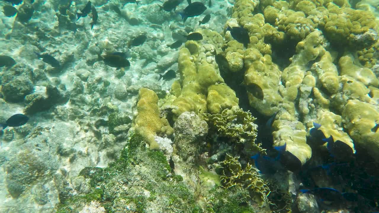 pov ver arrecifes de coral y peces tropicales dentro de las aguas del mar caribe, los roques
